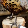 Pheasant on Wood Block