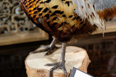 Pheasant on Wood Block