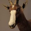 Dierenkop Opgezet