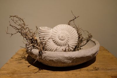 Konkreter Ammonit