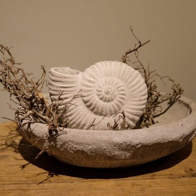 Concrete Ammonite