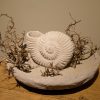 Concrete Ammonite