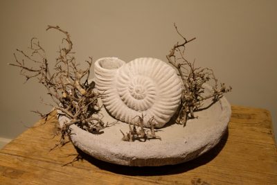 Konkreter Ammonit