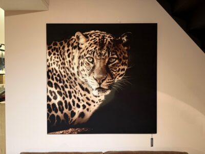 Canvas - Cheetah